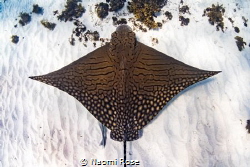 The critically endangered Ornate Eagle Ray makes an appea... by Naomi Rose 